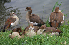 5-Nilgänse-029.jpg